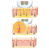 Beurer depilator laserowy Velvet skin pro IPL8500